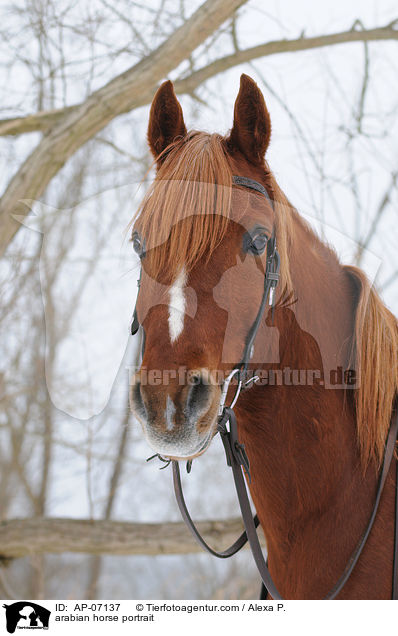 arabian horse portrait / AP-07137