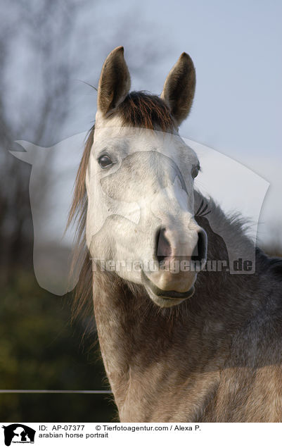 arabian horse portrait / AP-07377