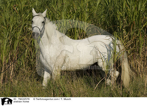 arabian horse / TM-02576