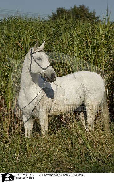 arabian horse / TM-02577