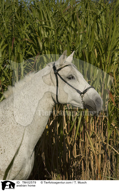 arabian horse / TM-02579