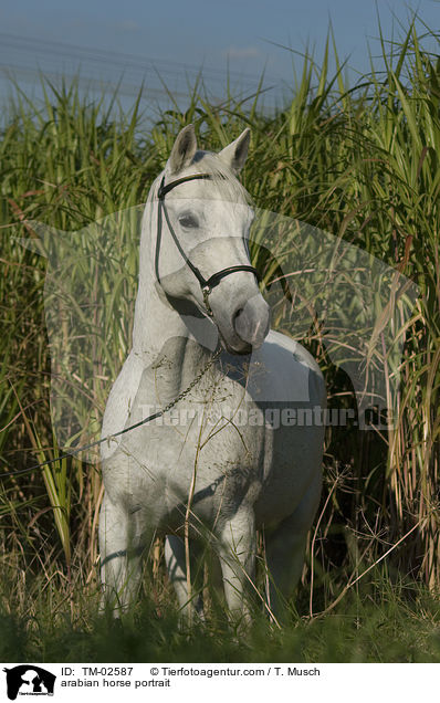 arabian horse portrait / TM-02587
