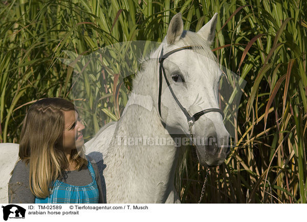 arabian horse portrait / TM-02589