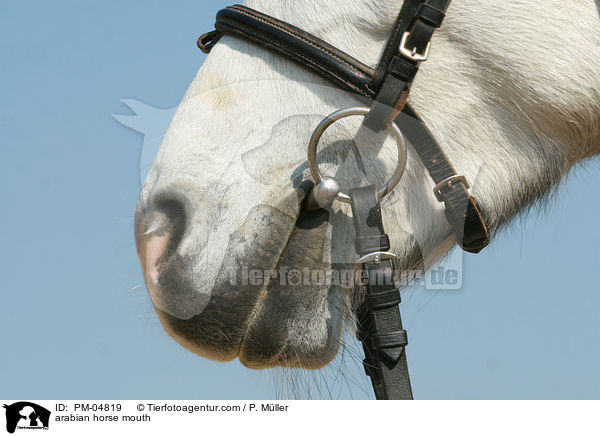 arabian horse mouth / PM-04819