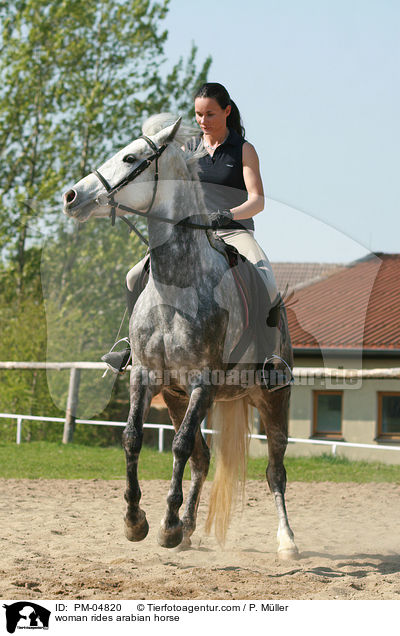 Araber verweigert / woman rides arabian horse / PM-04820