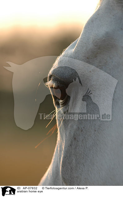 arabian horse eye / AP-07832