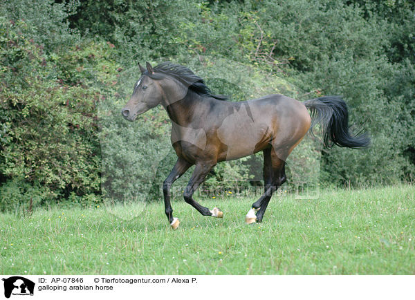 galloping arabian horse / AP-07846