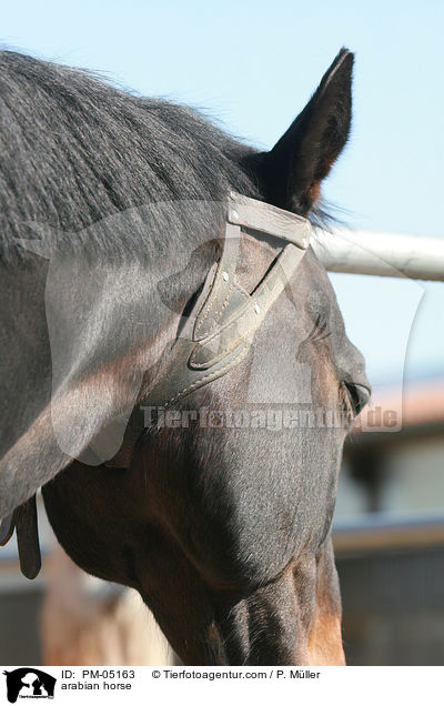 arabian horse / PM-05163