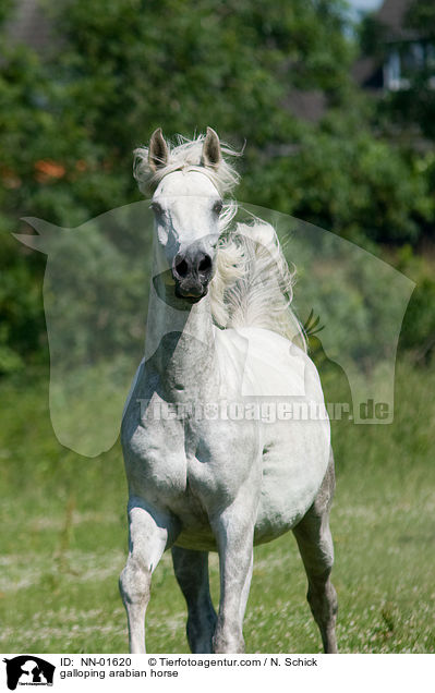 galloping arabian horse / NN-01620