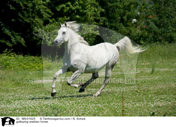 galloping arabian horse / NN-01625
