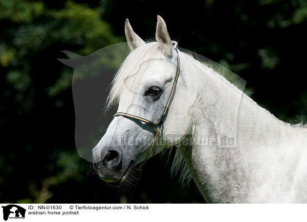 arabian horse portrait / NN-01630