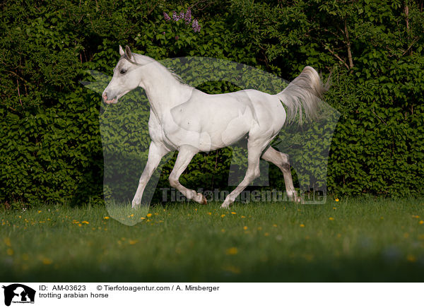 trotting arabian horse / AM-03623