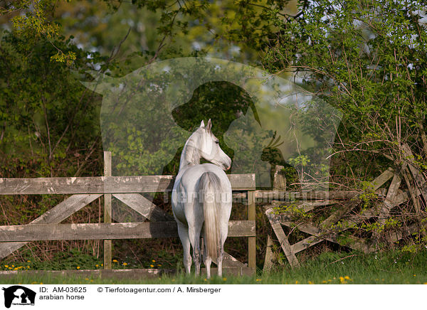 arabian horse / AM-03625
