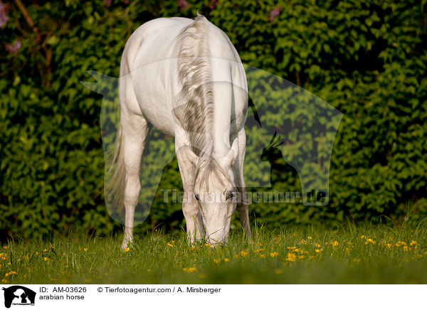 arabian horse / AM-03626