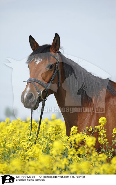 Araber Portrait / arabian horse portrait / RR-42785