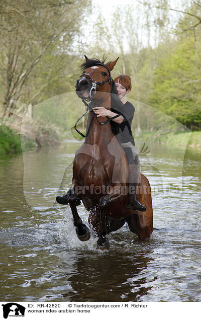 Frau reitet Araber / woman rides arabian horse / RR-42820