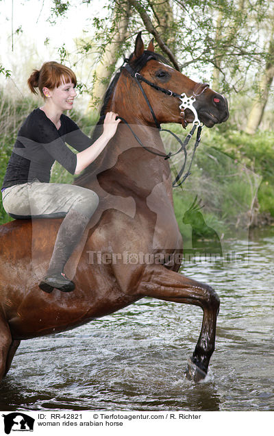 Frau reitet Araber / woman rides arabian horse / RR-42821
