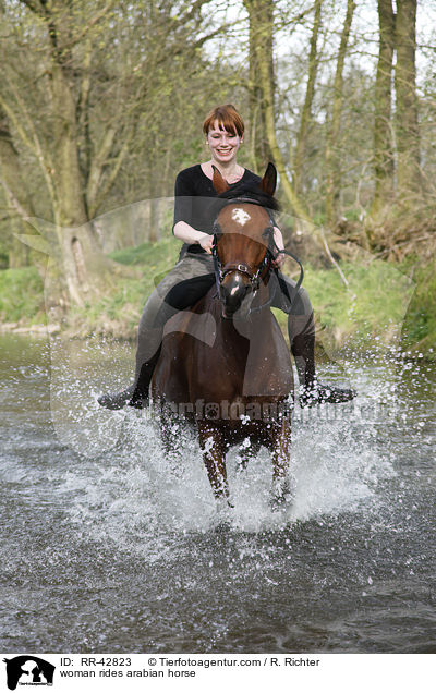 Frau reitet Araber / woman rides arabian horse / RR-42823