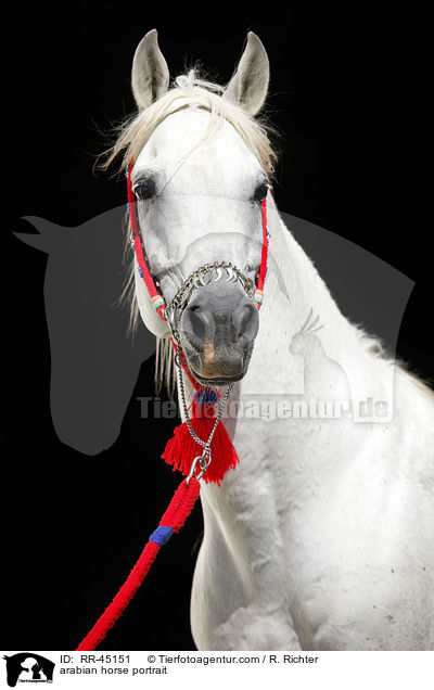 arabian horse portrait / RR-45151