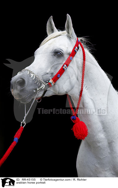 arabian horse portrait / RR-45155
