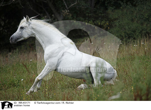arabian horse / RR-45171