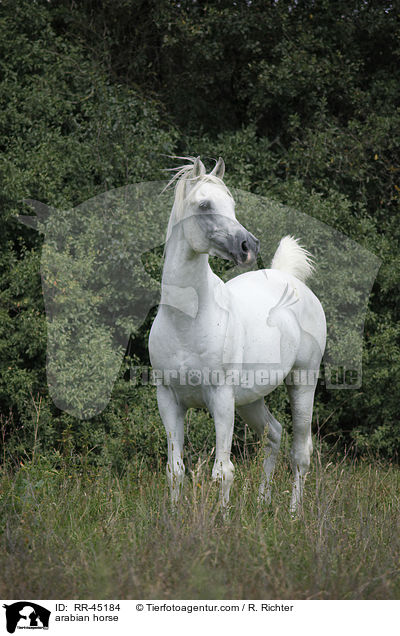 arabian horse / RR-45184