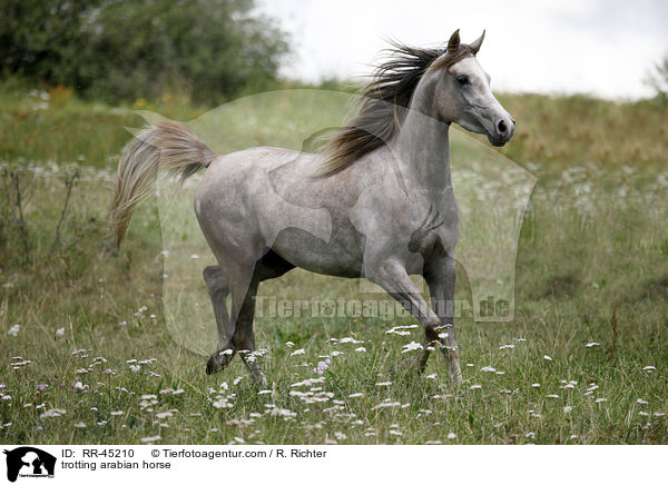 trotting arabian horse / RR-45210