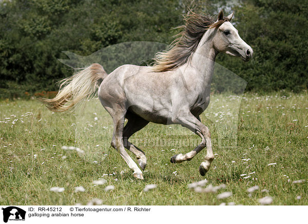 galloping arabian horse / RR-45212