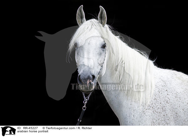 arabian horse portrait / RR-45227