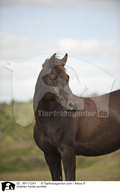 Araber Portrait / arabian horse portrait / AP-11241