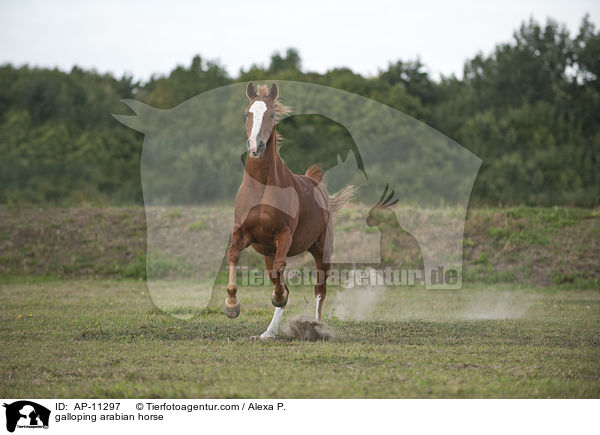 galloping arabian horse / AP-11297
