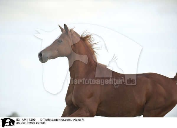 arabian horse portrait / AP-11299