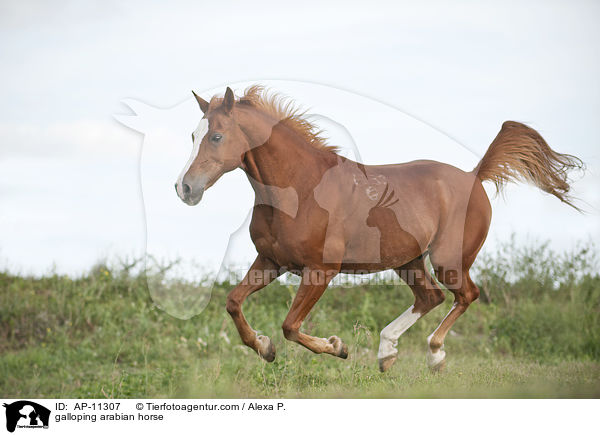 galloping arabian horse / AP-11307