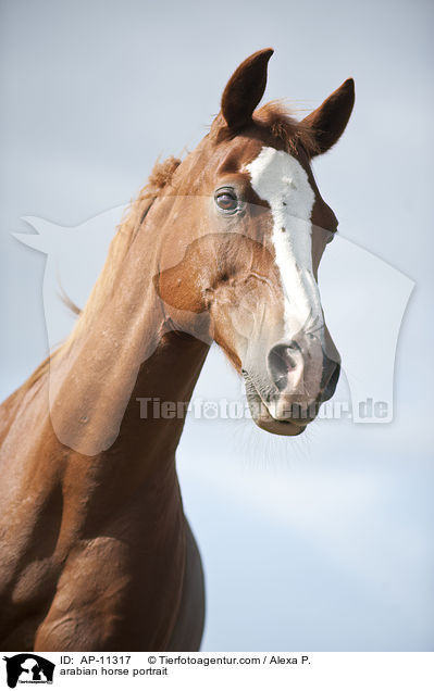 arabian horse portrait / AP-11317