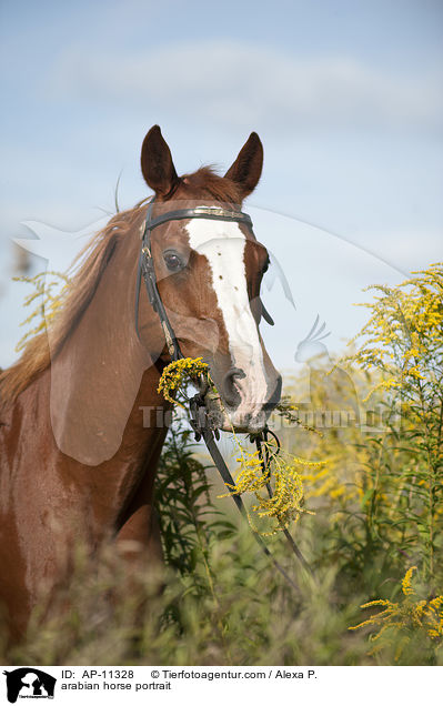 arabian horse portrait / AP-11328