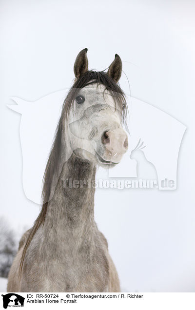 Arabian Horse Portrait / RR-50724