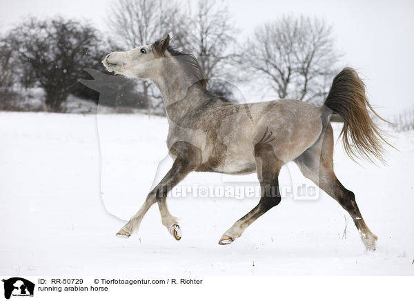 running arabian horse / RR-50729