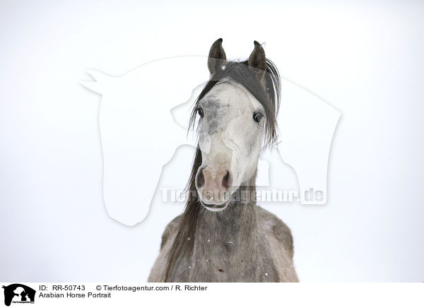 Arabian Horse Portrait / RR-50743