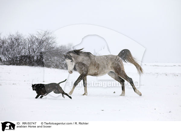 arabian Horse and boxer / RR-50747