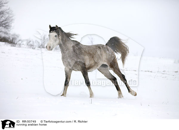 running arabian horse / RR-50749