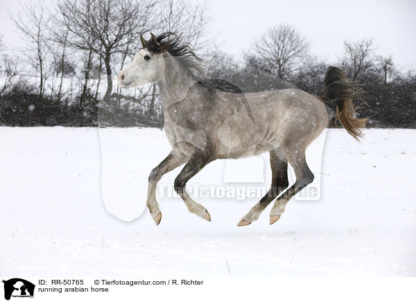running arabian horse / RR-50765