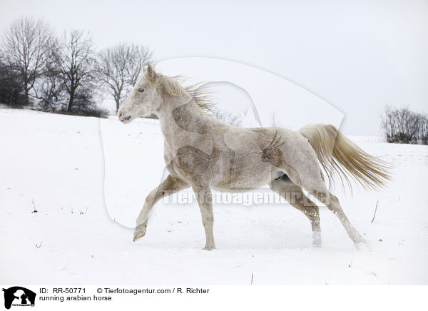 rennender Araber / running arabian horse / RR-50771