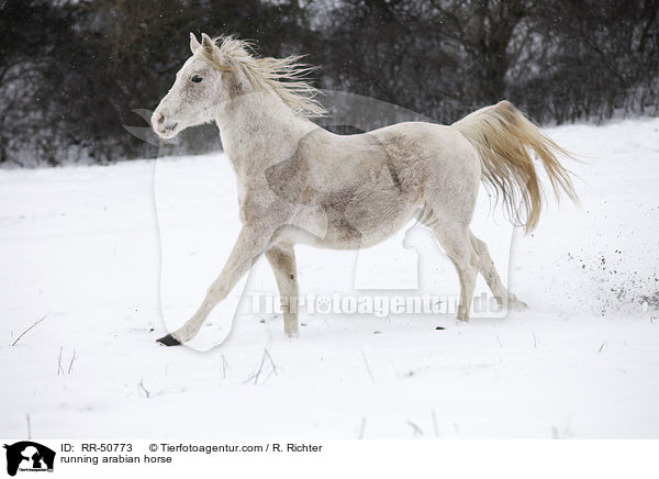 rennender Araber / running arabian horse / RR-50773