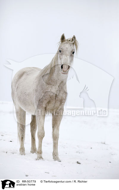 arabian horse / RR-50779