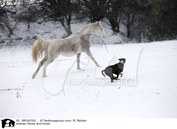arabian Horse and boxer / RR-50793