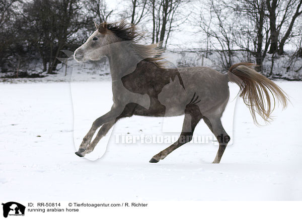 running arabian horse / RR-50814