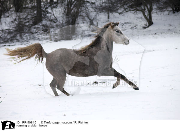 running arabian horse / RR-50815