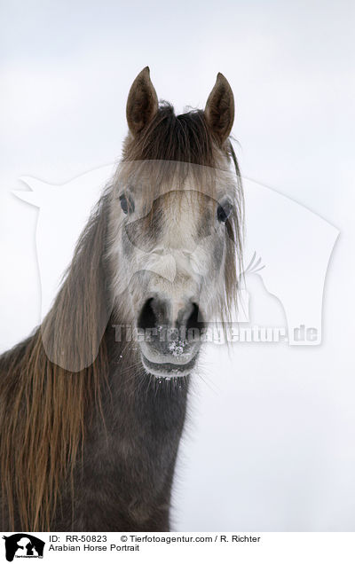 Arabian Horse Portrait / RR-50823