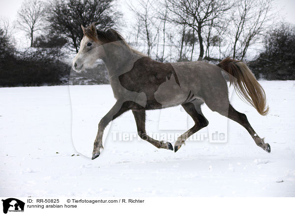 running arabian horse / RR-50825