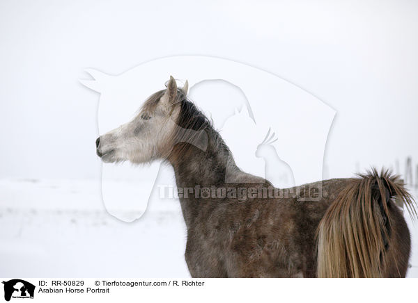 Arabian Horse Portrait / RR-50829